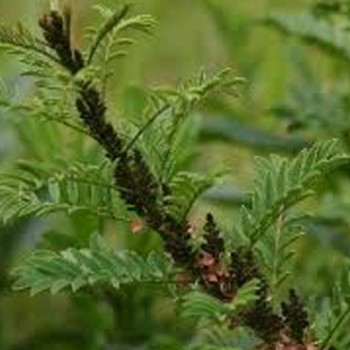 Indigofera Arrecta